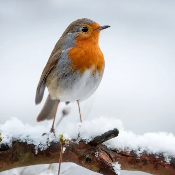 a real european robin: small bird with a brown back and a bright orange face and breast