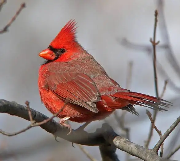 a real northern cardinal: fully red bird with a black mask and a prominent crest
